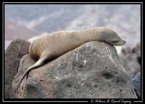 A little nap for a young sea lion ! by Raoul Caprez 